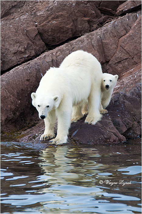 Female Polar Bear and Cub 103 by Dr. Wayne Lynch &copy;